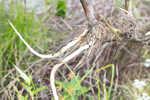 River bulrush